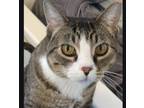 Adopt Thor a Tabby