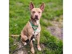 Agatha, American Pit Bull Terrier For Adoption In Oakland, California