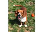 Adopt Copper a Beagle, Basset Hound