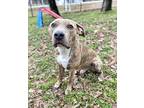 King, American Pit Bull Terrier For Adoption In North Little Rock, Arkansas