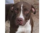 Rusty, American Pit Bull Terrier For Adoption In Yoder, Colorado