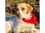 Lovely Heidi, Labrador Retriever For Adoption In Gatesville, Texas