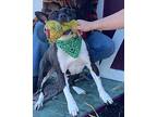 Sweet Willow, Bull Terrier For Adoption In Gatesville, Texas