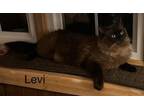 Adopt Levi a Ragdoll