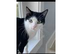 Adopt Oreo a Domestic Short Hair