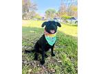 Romeo, Labrador Retriever For Adoption In Carlsbad, California