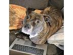 Bruno, American Pit Bull Terrier For Adoption In Jacksonville, North Carolina
