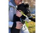 Clara, Labrador Retriever For Adoption In Bedford Hills, New York