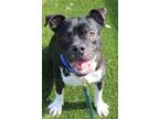 Diesel, American Pit Bull Terrier For Adoption In Hamilton, Ohio