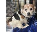 Adopt Roscoe a Beagle, Pekingese