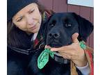 Lovely Nick, Labrador Retriever For Adoption In Gatesville, Texas