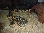 Ball Pythons (8), Snake For Adoption In Christmas, Florida