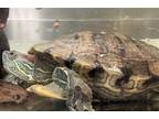 Big Mama, Turtle - Other For Adoption In Mankato, Minnesota