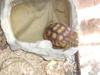 Sulcata Tortoises-5, Tortoise For Adoption In Christmas, Florida