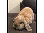 Bunny And Teddy, Lop, Holland For Adoption In Amherst, Massachusetts