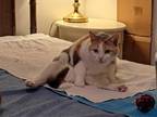 Sophie, Domestic Shorthair For Adoption In Ft. Pierce, Florida