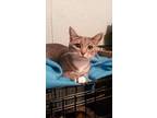 Harper, Domestic Shorthair For Adoption In Valley Park, Missouri