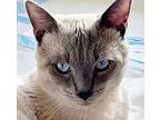 King Arthur, Siamese For Adoption In Lancaster, California