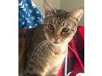 Angel, Tabby For Adoption In Anaheim, California