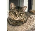 Skye, Domestic Shorthair For Adoption In Valley Park, Missouri