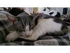 Ogami, Domestic Shorthair For Adoption In Discovery Bay, California