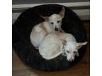 Adopt Ducky and Goose a Rat Terrier