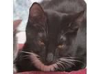 Shadow, Domestic Shorthair For Adoption In Libby, Montana