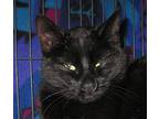 Sweet Pea, Domestic Shorthair For Adoption In Libby, Montana