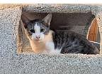 Lowell, Domestic Shorthair For Adoption In Canton, South Dakota