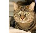 Fanni, Domestic Shorthair For Adoption In Valley Park, Missouri
