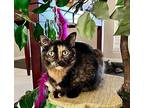 Mama Peeps F/k/a Freya, Domestic Shorthair For Adoption In Valley Park, Missouri