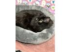 Agnes, Domestic Mediumhair For Adoption In Discovery Bay, California
