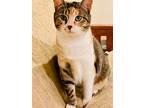 Yvette, Domestic Shorthair For Adoption In Valley Park, Missouri