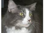 Buddy, Domestic Longhair For Adoption In Libby, Montana