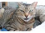 Zoe - Sponsored By Andrea D. (walli), Domestic Shorthair For Adoption In
