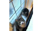 Louise, Domestic Shorthair For Adoption In Markham, Ontario