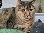 Winston Sponsored By Laura G. And Susan B., Domestic Shorthair For Adoption In