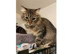 Casey, Domestic Longhair For Adoption In Markham, Ontario