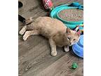 Indiana, Domestic Shorthair For Adoption In Markham, Ontario