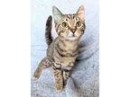 Lane, Domestic Shorthair For Adoption In Canton, South Dakota