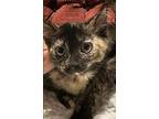 Evie, Domestic Shorthair For Adoption In Valley Park, Missouri