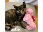 Frankie, Domestic Shorthair For Adoption In Lancaster, California