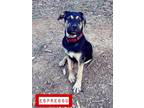 Adopt Espresso a Rottweiler