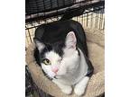 Pearl, Domestic Shorthair For Adoption In Valley Park, Missouri