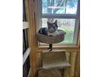 Nora, Domestic Shorthair For Adoption In Canton, South Dakota