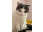 Willow, Domestic Shorthair For Adoption In Markham, Ontario