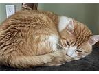 Shakespurr - - Sponsored By Andrea D. (walli), Domestic Shorthair For Adoption