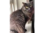 Rod - Sponsored By Mariya G., Domestic Longhair For Adoption In Markham, Ontario