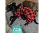 Adopt Ace DS* a Border Collie, Black Labrador Retriever