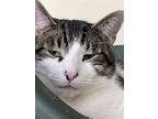 Grover, Domestic Shorthair For Adoption In Markham, Ontario
